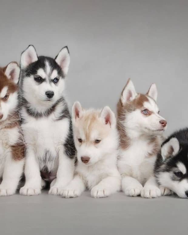 ten-reasons-why-you-shouldnt-get-a-puppy
