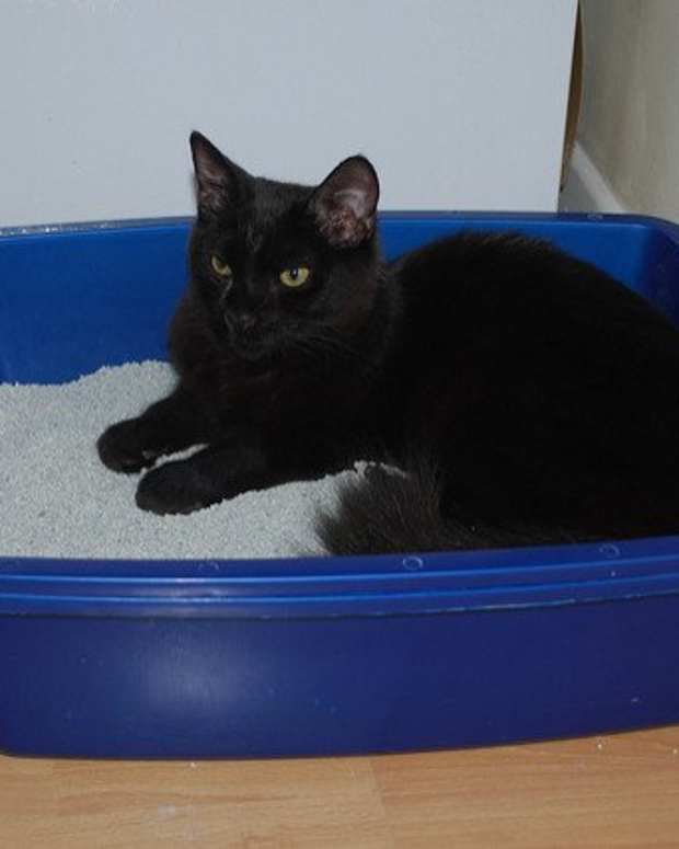 My Review of World's Best Cat Litter (DustFree) PetHelpful