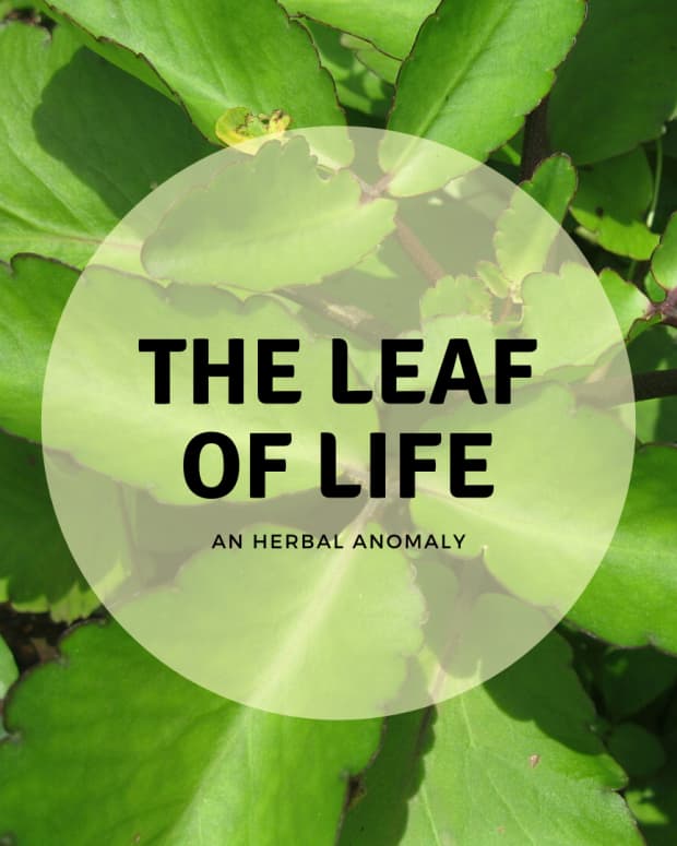 leaf-of-life-what-it-is-how-to-use-it-and-how-to-grow-it