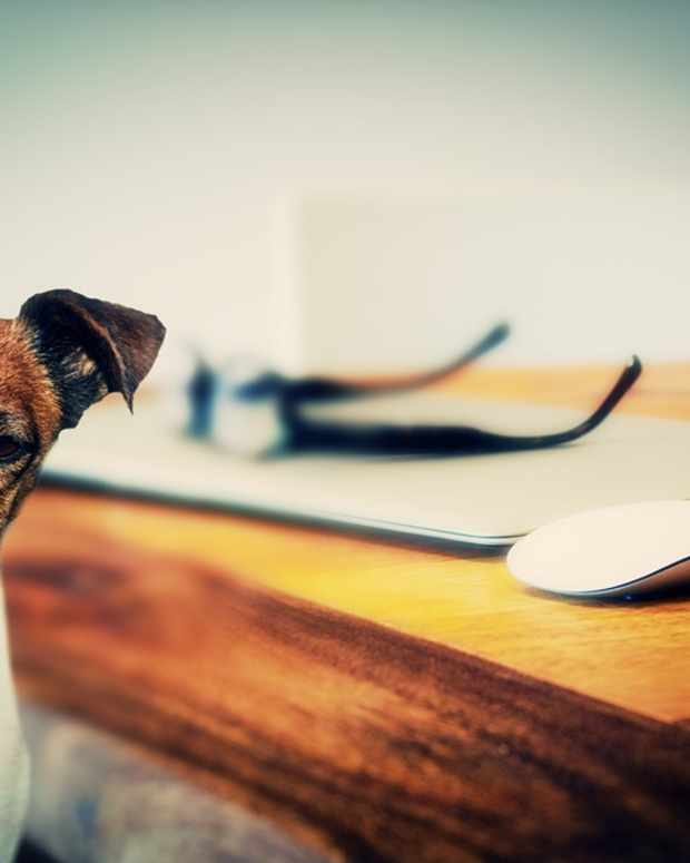 How to Dry up a Dog’s Milk and Help Mom Stop Producing PetHelpful