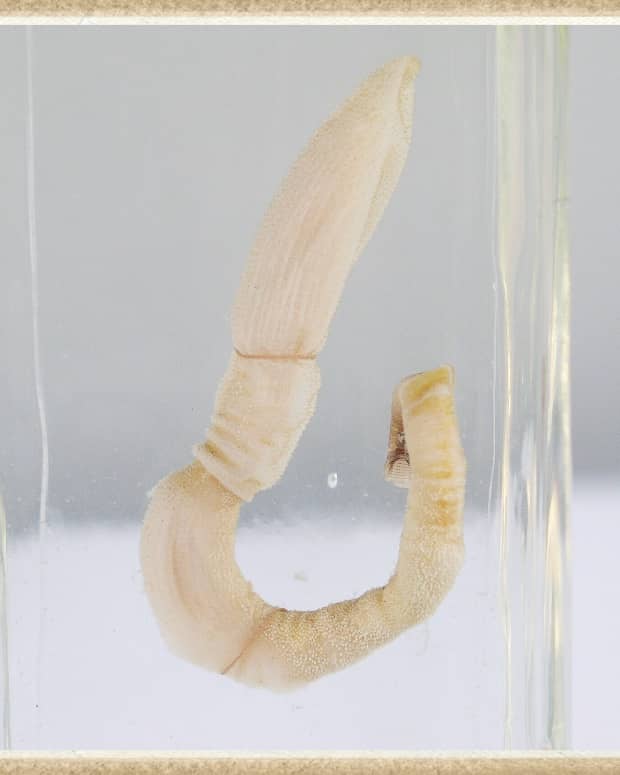 acorn-worms-and-regeneration-of-human-body-parts