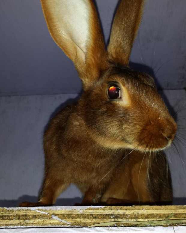 belgian-hares-the-race-horse-of-rabbits