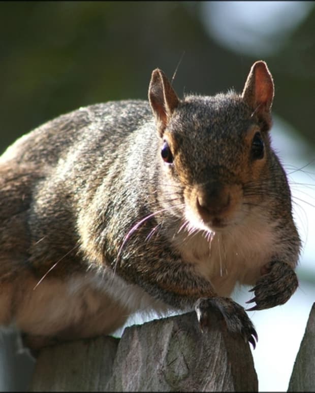 squirrel-hunt