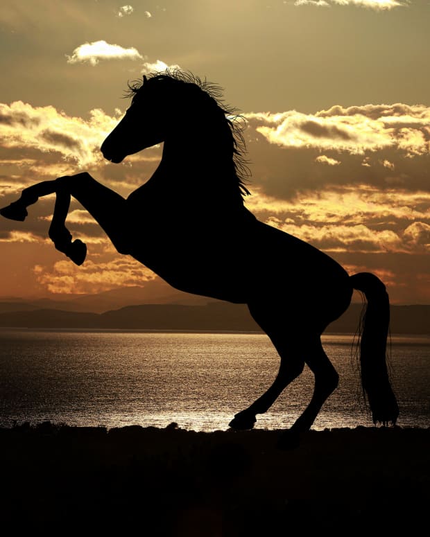 black-desert-online-horse-taming-guide