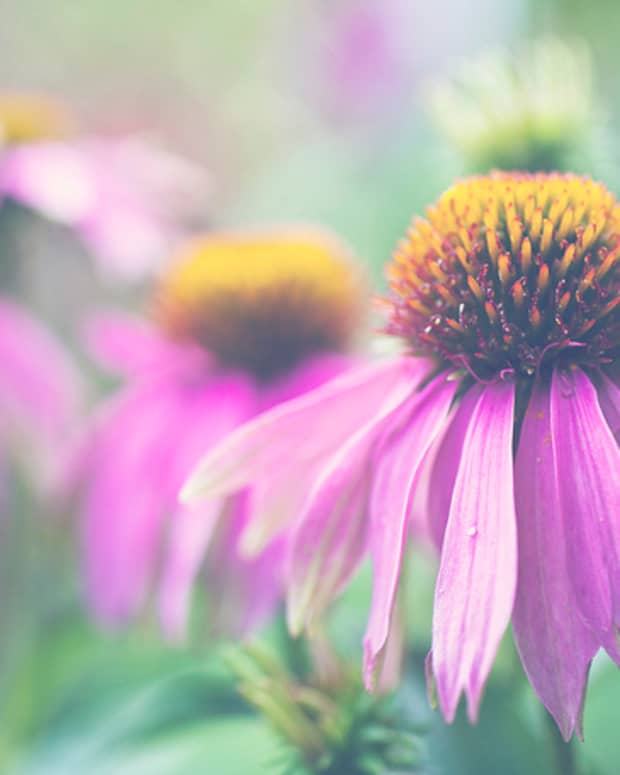 echinacea-how-to-grow-purple-coneflower-and-use-it-for-herbal-remedies