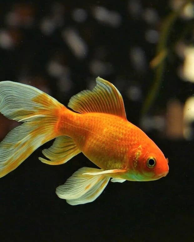 goldfish-interesting-and-surprising-facts-about-a-popular-pet
