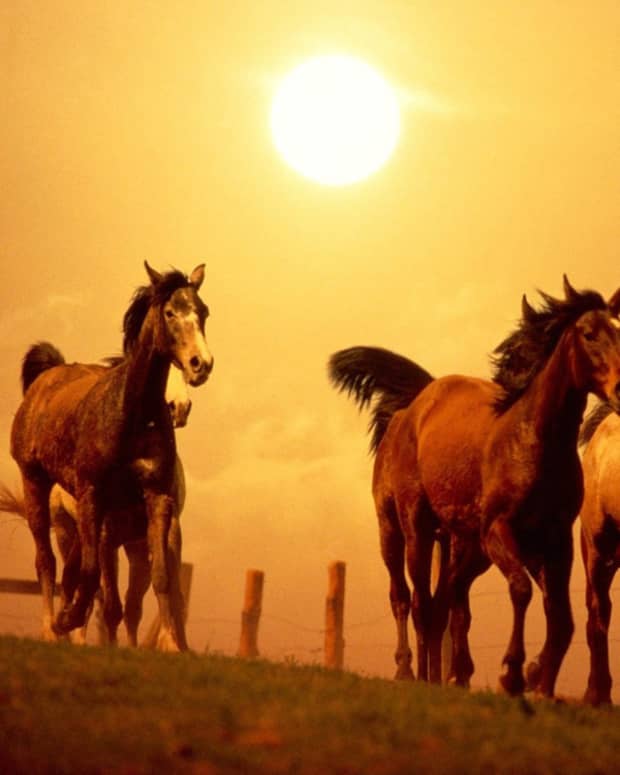 galloping-horses