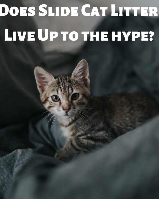 My Review of World's Best Cat Litter (DustFree) PetHelpful