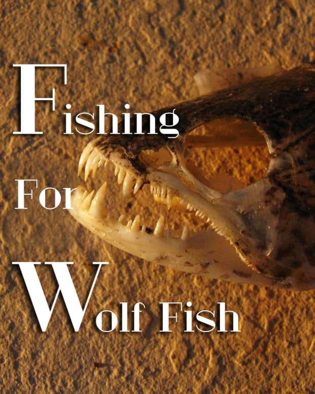 wolf-fish