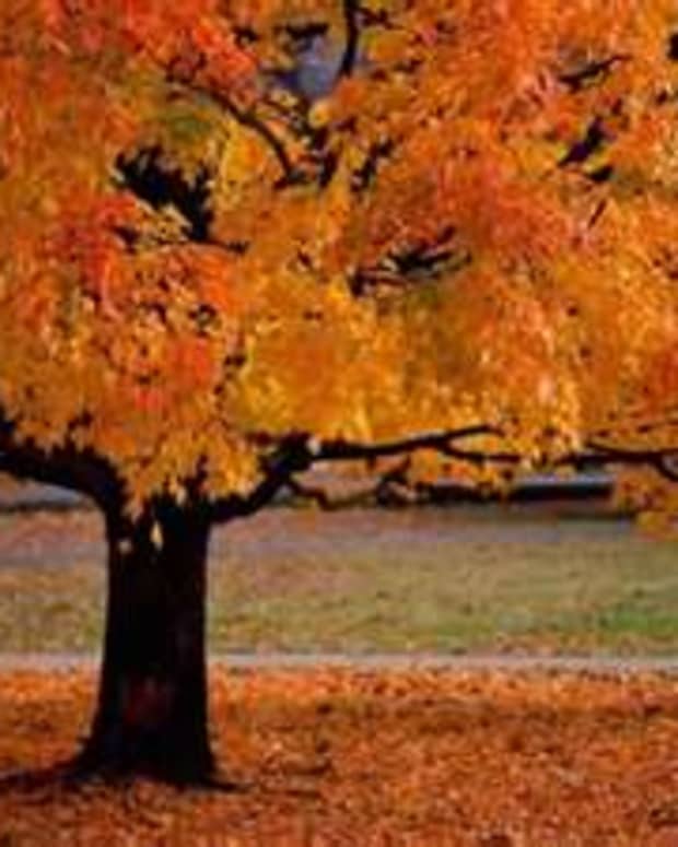 autumn-a-fall-poem