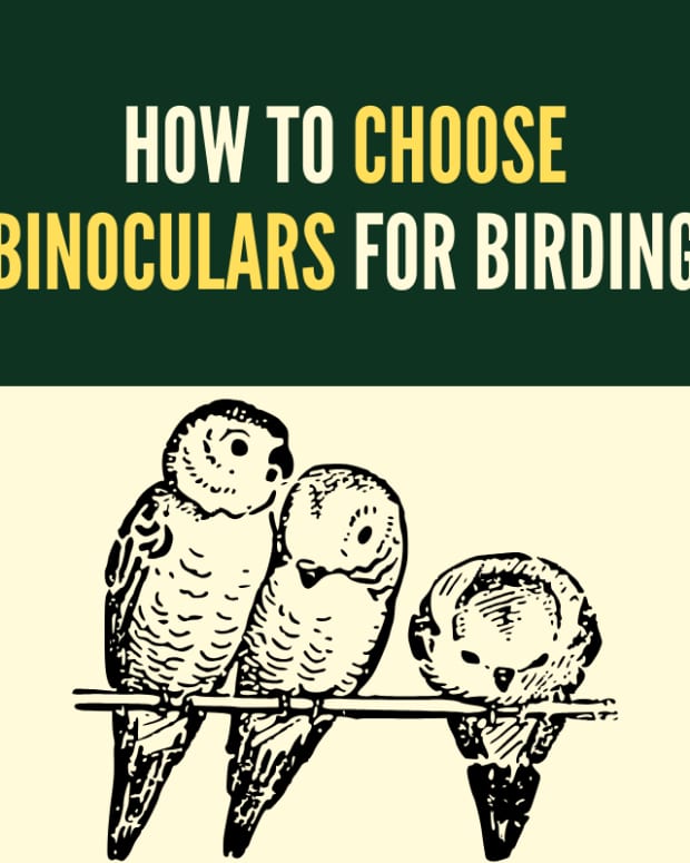 birding-the-complete-guide-to-choosing-and-using-binoculars