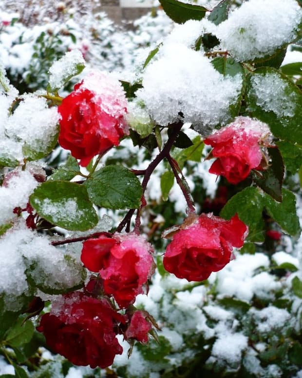 snow-upon-the-roses