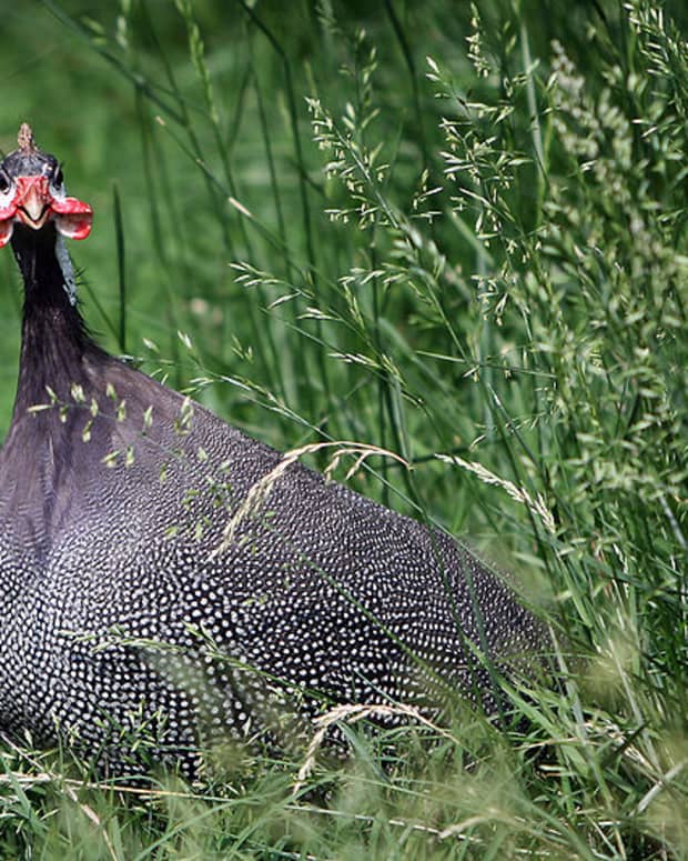 how-to-manage-guinea-fowl-in-the-tropics