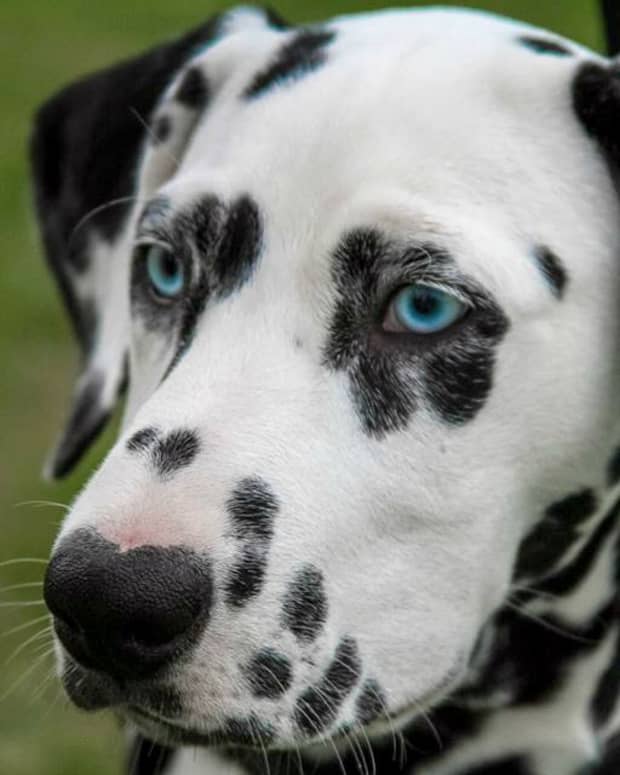 clever-names-for-pets-with-spots