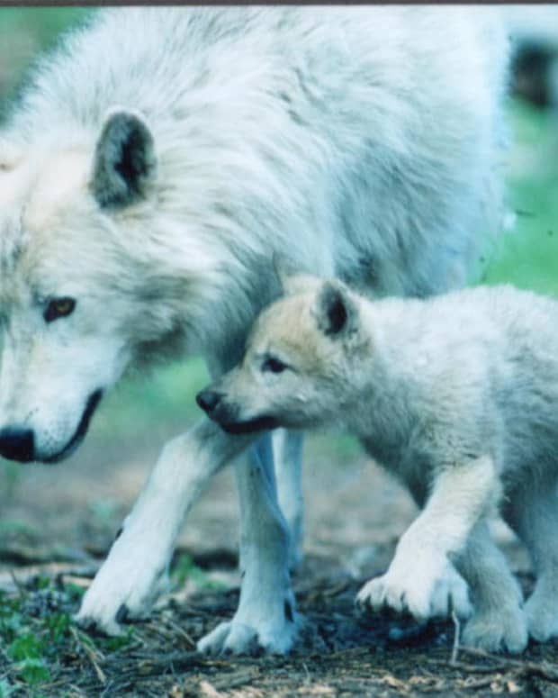 tales-from-the-universe-tree-wolves-of-ice-and-fire-part-four-a-mothers-love
