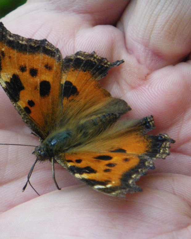 Butterflies LetterPile