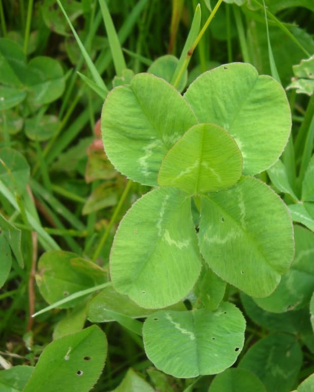 counting-five-leaf-clovers-a-love-poem