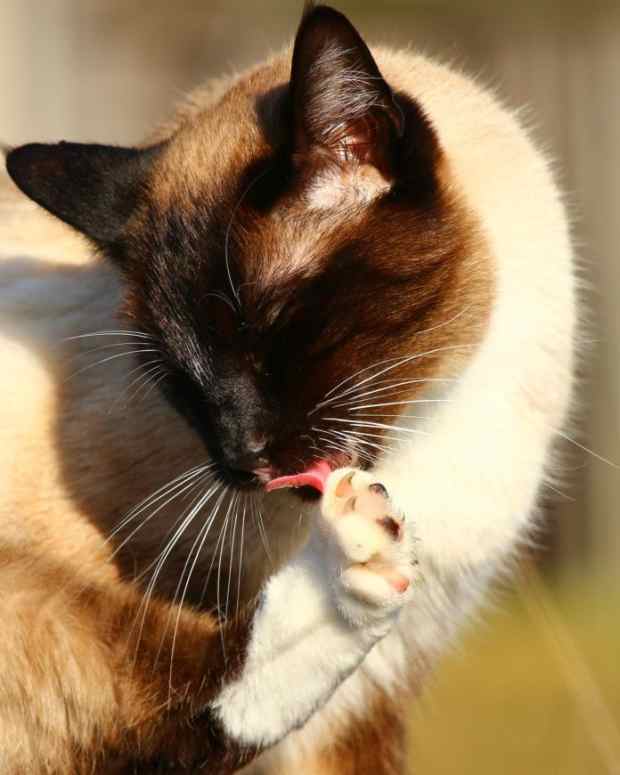 Cats Get Carsick, Too Tips for Calming Kitty's Tummy PetHelpful