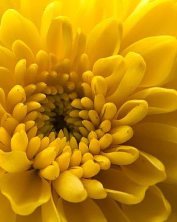 how-did-the-chrysanthemum-become-the-symbol-of-the-japanese-emperor