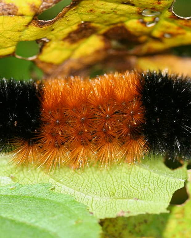 can-woolly-bear-caterpillars-predict-the-weather