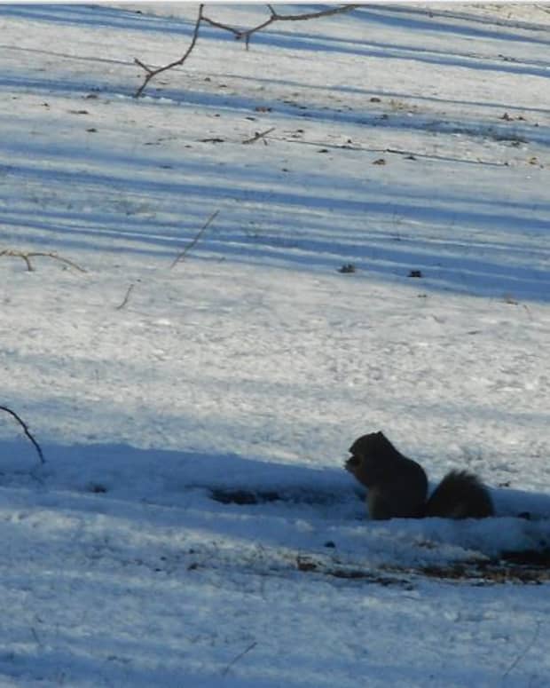 minnesota-musing-squirrels-theyre-jerks-and-they-are-going-to-be-jerky