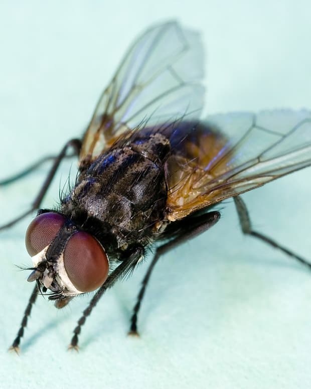my-2-to-5-weeks-life-of-a-common-housefly