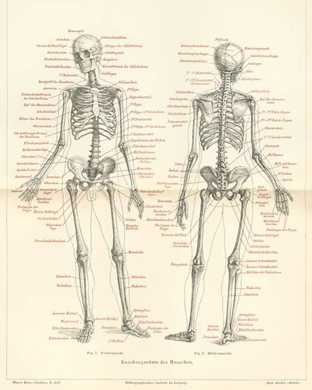 anatomy-limerick