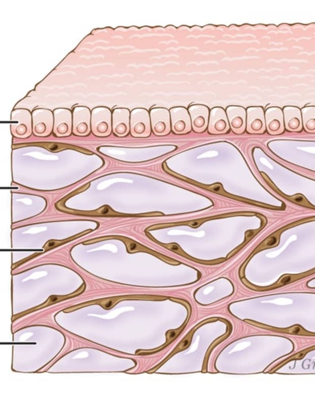 Microplastics in the Environment and in the Human Body - Owlcation