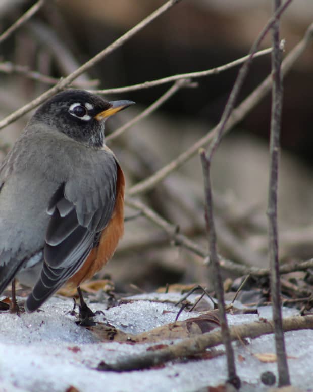 Fall Birds in Kingston, Ontario: A Photo Essay - FeltMagnet