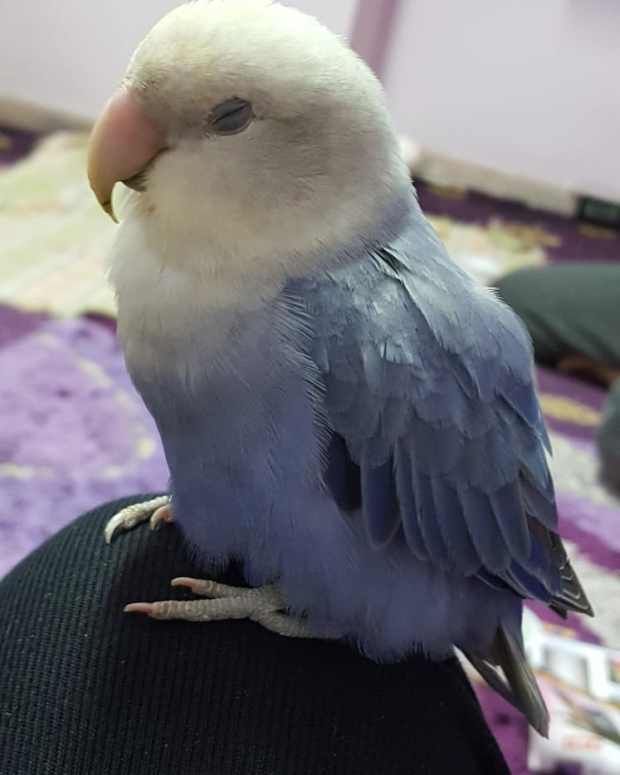 caring-for-sick-lovebirds