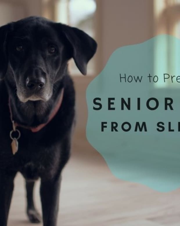 how-to-keep-an-old-dog-from-slipping