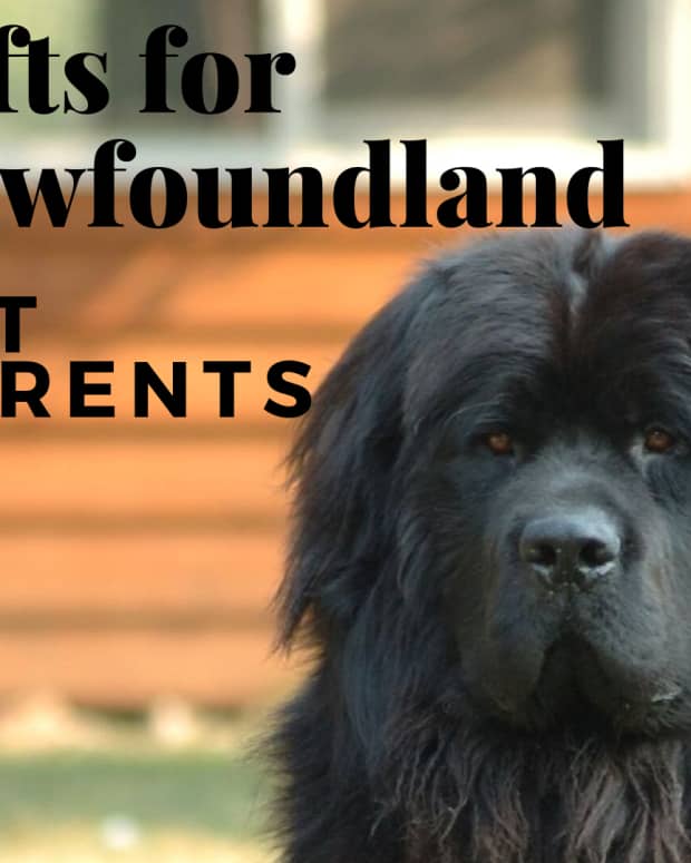 12-terrific-gifts-for-newfoundland-dog-lovers