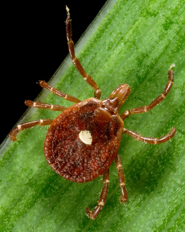 how-to-avoid-tick-bites-and-lyme-disease