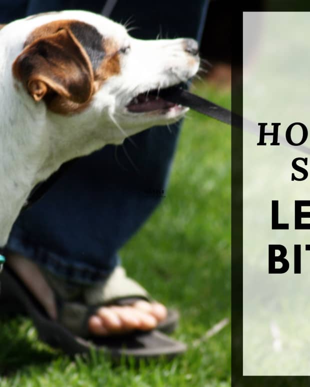 how-to-stop-your-dog-from-biting-the-leash