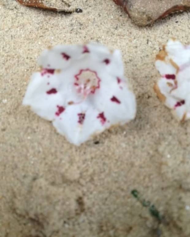 be-like-the-petal-in-the-sand