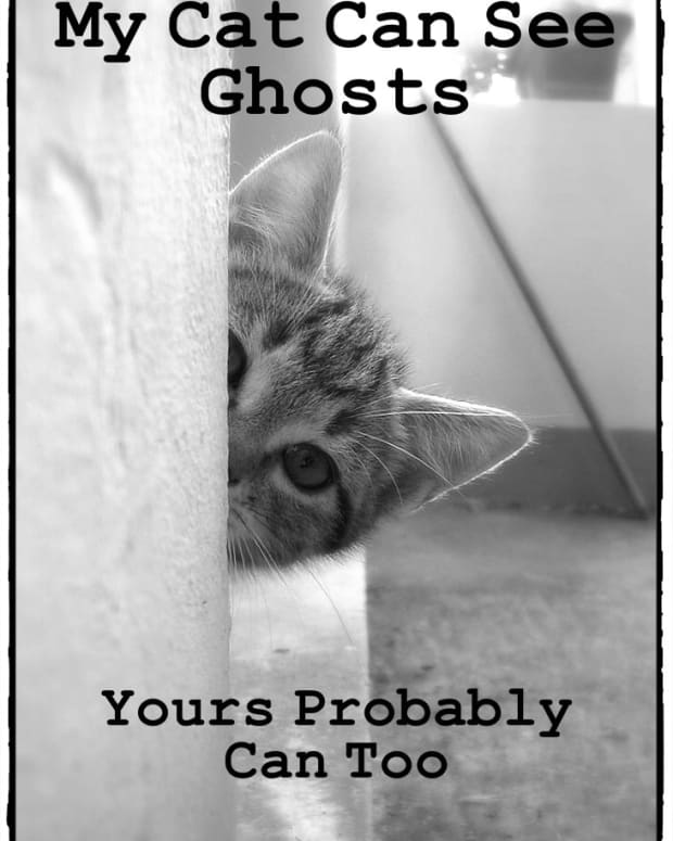 can-dogs-and-cats-see-ghosts