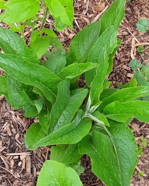 the-simplest-comfrey-poultice-for-sprains