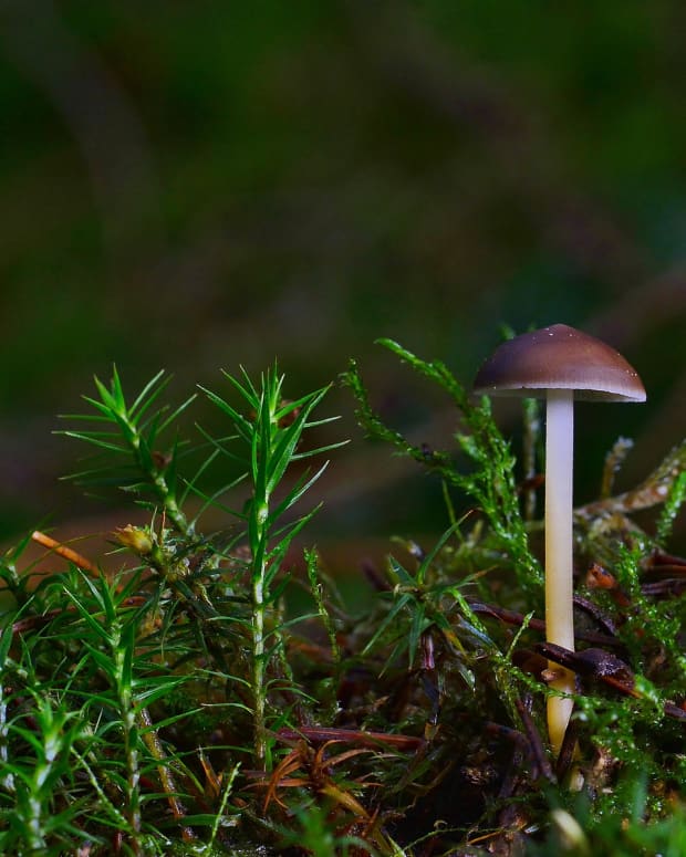mushrooms-are-both-food-and-medicine