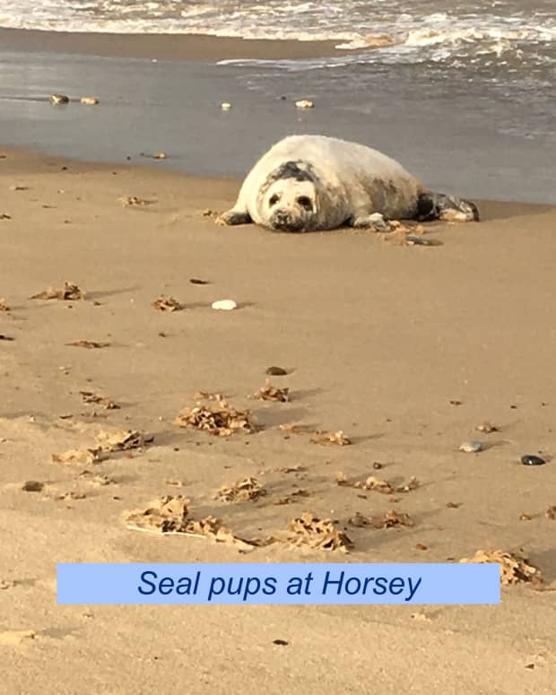 tips-on-seeing-the-seals-at-horsey-in-norfolk