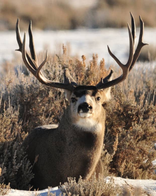 best-deer-hunting-cartridges-a-virtual-shootout