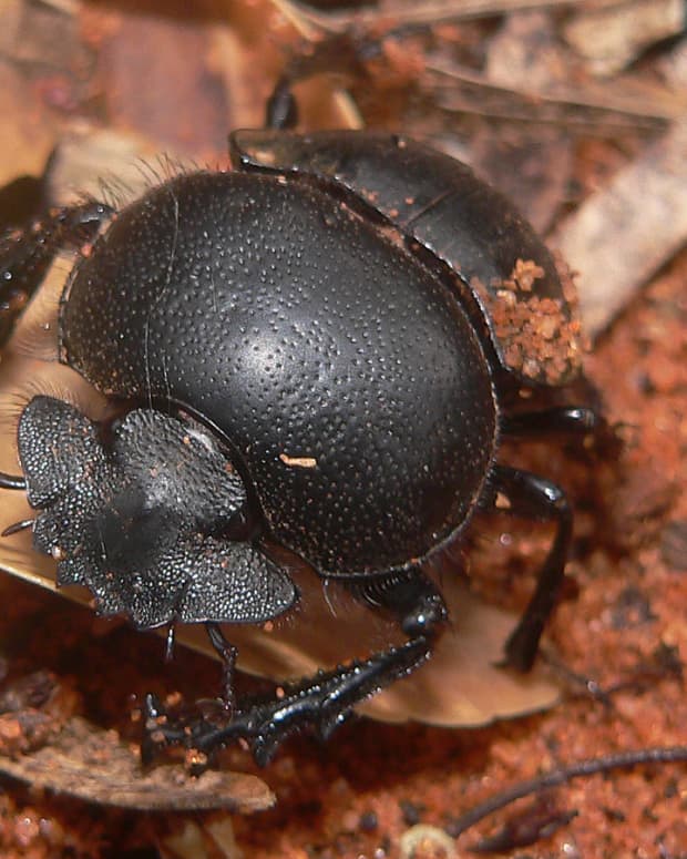sadly-a-dung-beetles-life-is-just-a-ball-of-dung
