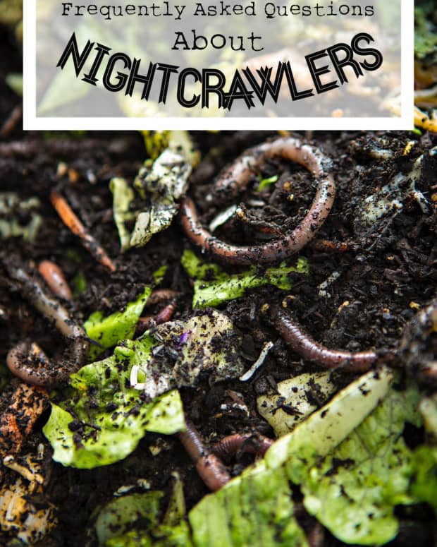 tips-and-tricks-for-catching-nightcrawlers