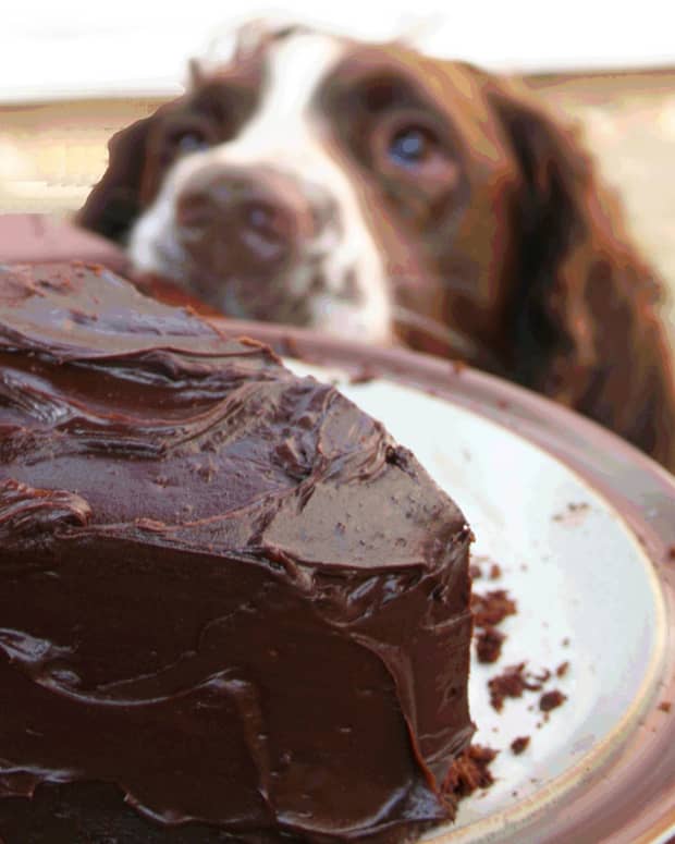 dog-ate-chocolate-5-things-you-should-do