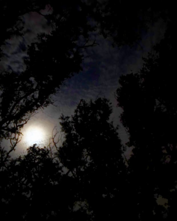 Moon through the trees photo taken by Joanna Blackburn