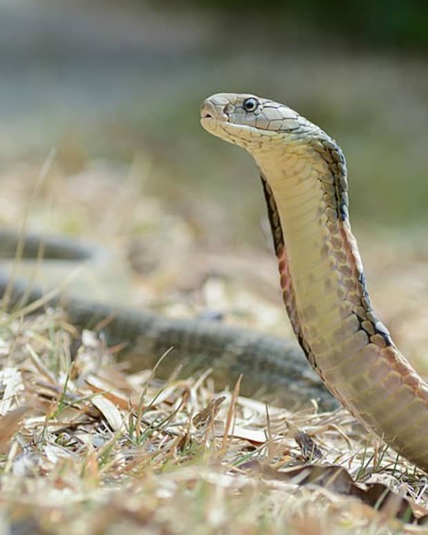19-awesome-facts-about-king-cobra-snakes