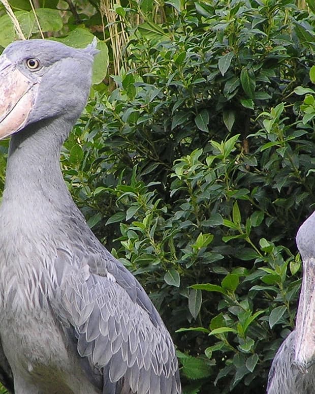 facts-about-the-strange-and-impressive-shoebill-stork