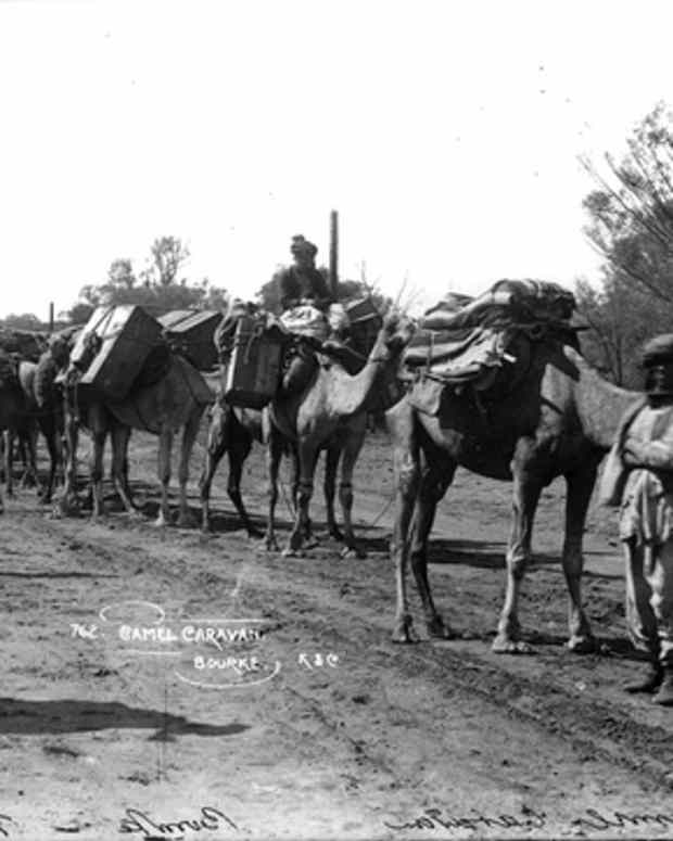 australias-feral-camels