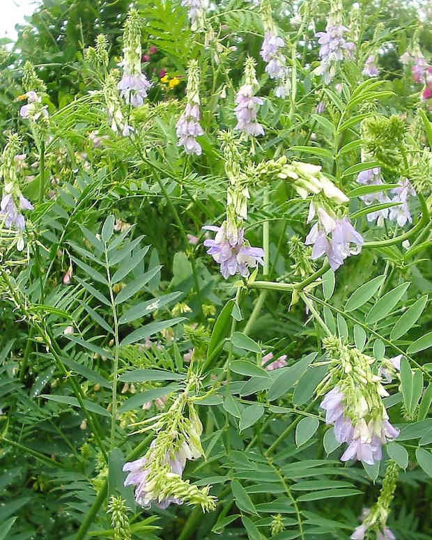 goats-rue-and-metformin-plant-facts-and-medication-action