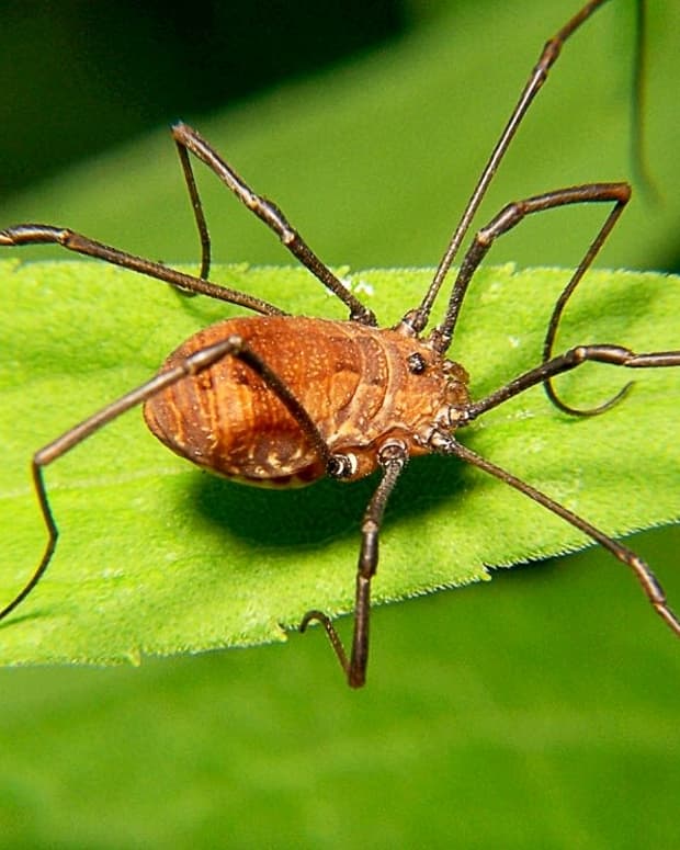 facts-about-harvestmen-or-daddy-longlegs-that-may-surprise-you
