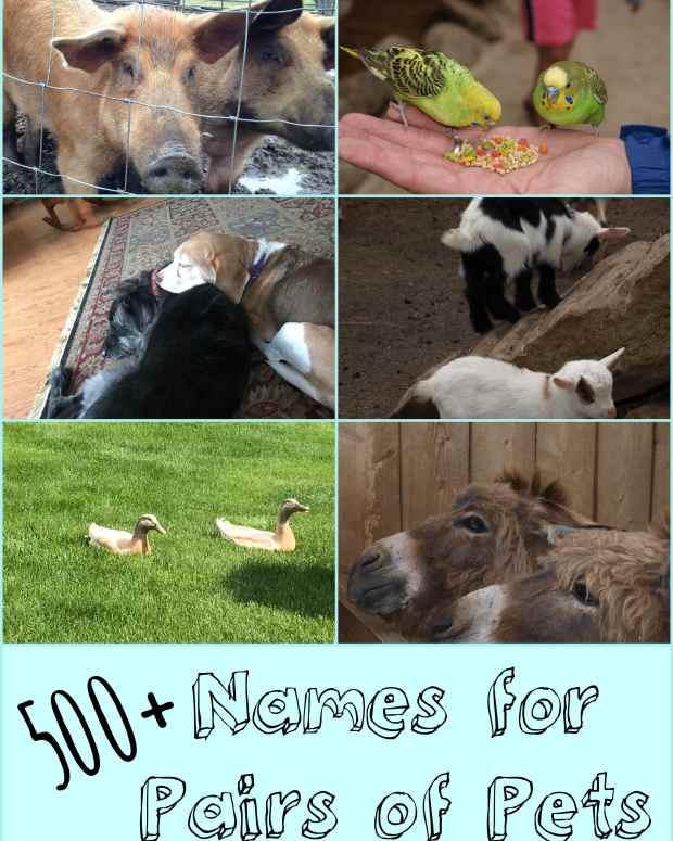 125+ Cute and Clever Names for Your Pet Rat PetHelpful